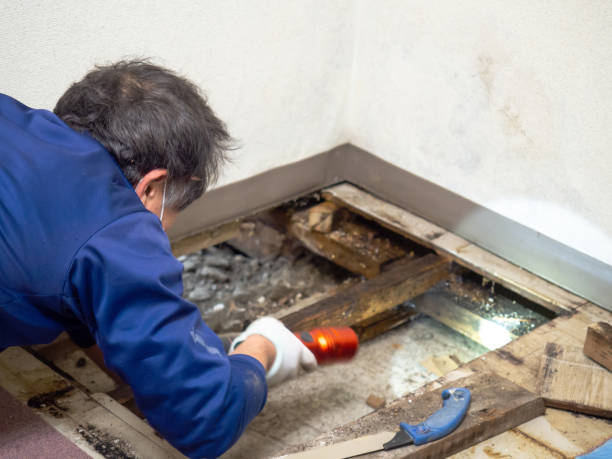 Best Attic Mold Removal  in Kennewick, WA