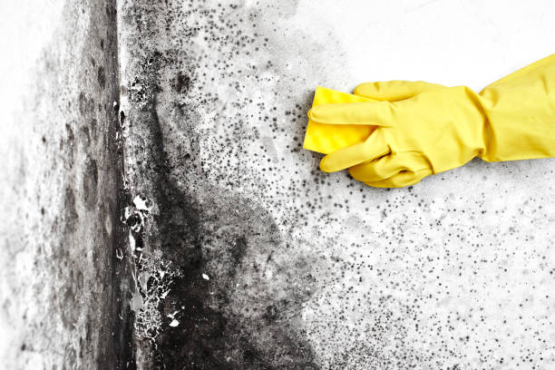 Best Mold Cleaning Services  in Kennewick, WA