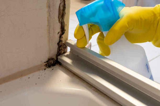 Best Residential Mold Removal  in Kennewick, WA
