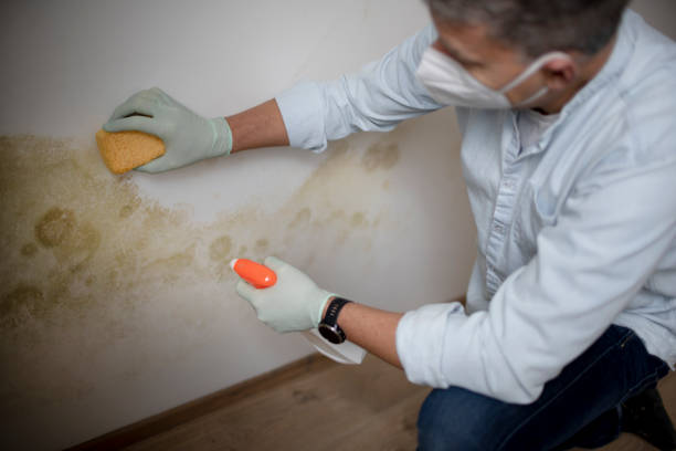 Best Local Mold Removal Service  in Kennewick, WA