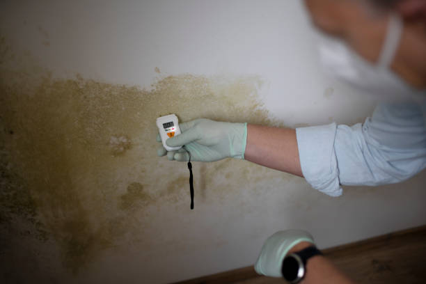 Best Mold Testing and Removal  in Kennewick, WA