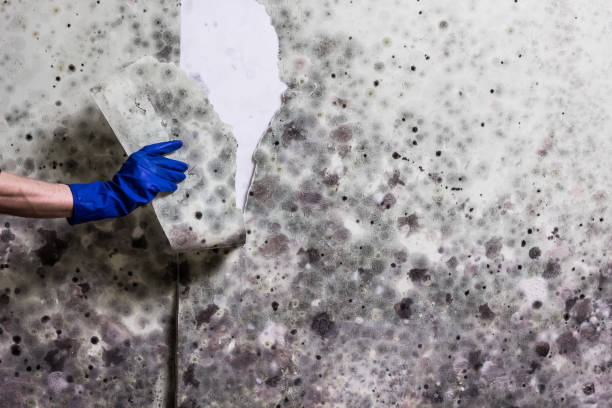 Best Mold Remediation  in Kennewick, WA